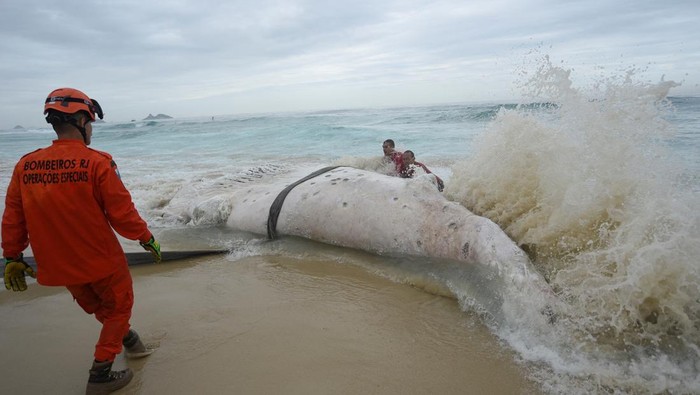 1749402402663-paus-bungkuk-mati-terdampar-di-pantai-gegerkan-warga-rio-brasil-1749377450625_169