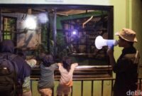 1760203858387-sensasi-baru-wisata-malam-di-taman-margasatwa-ragunan-1760189609052_169
