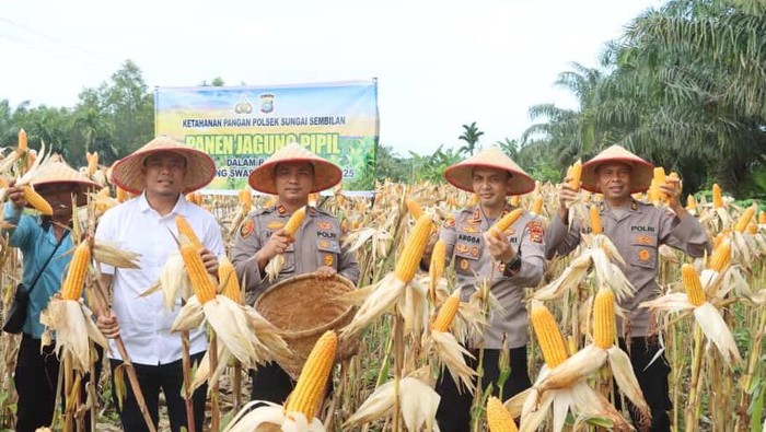 1761391997649-polres-dumai-panen-1-ton-jagung-dukung-ketahanan-pangan-nasional-1761384306564_169