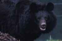 1761672929417-potret-beruang-hitam-yang-selamat-dari-perang-di-ukraina-1_169