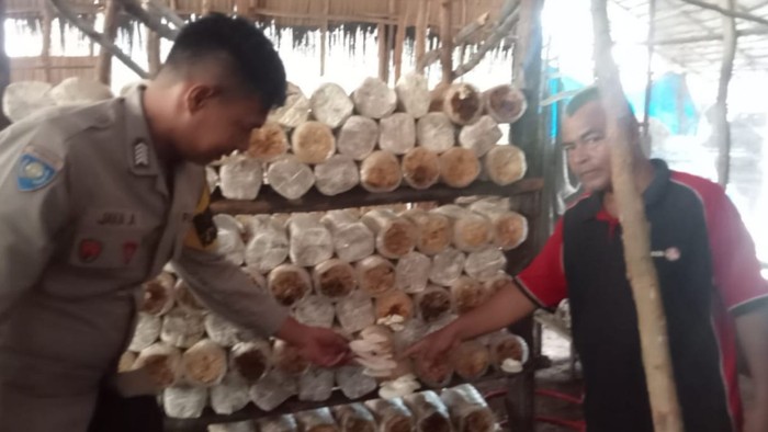 1761759425356-bhabinkamtibmas-di-kota-dumai-riau-sukses-dampingi-warga-dalam-budidaya-jamur-hingga-cabai-1761749438226_169