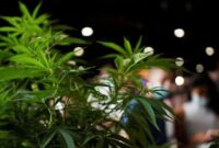 1761780171884-ilustrasi-tanaman-ganja_169