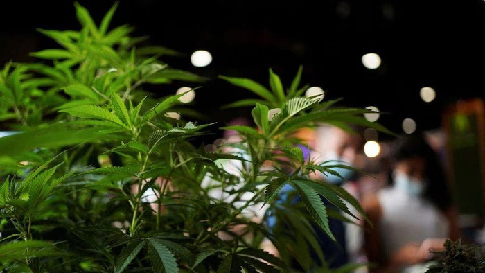 1761780171884-ilustrasi-tanaman-ganja_169