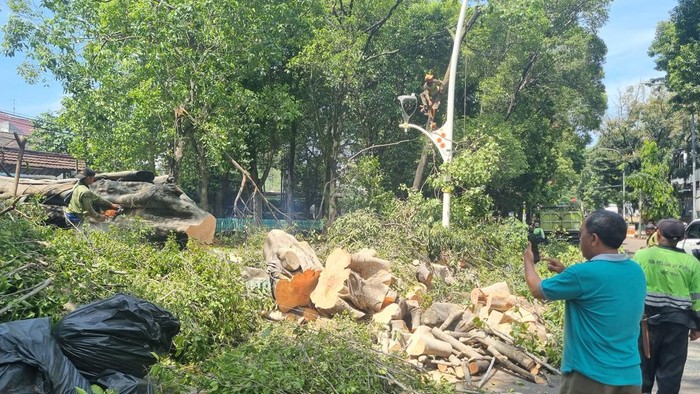 1761889463149-pohon-tumbang-di-dharmawangsa-jaksel-tewaskan-1-orang-taufiqdetikcom-1761884320902_169