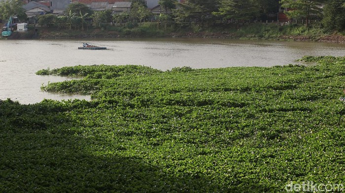 1762557528775-meski-sering-dibersihkan-eceng-gondok-kembali-penuhi-setu-babakan-1762524092819_169