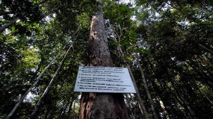 1762666432687-hutan-adat-guguk_169