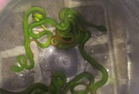 1762730488035-potret-8-ular-viper-pohon-yang-ditemukan-di-perumahan-mranggen-demak-minggu-9112025-malam-1762694218291_169