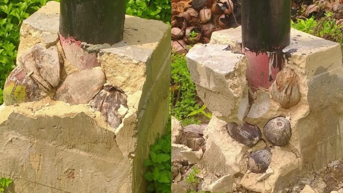 1762903200526-pondasi-tiang-listrik-dicampur-kelapa-bulat-istimewadokumentasi-narasumber-1762869188711_169