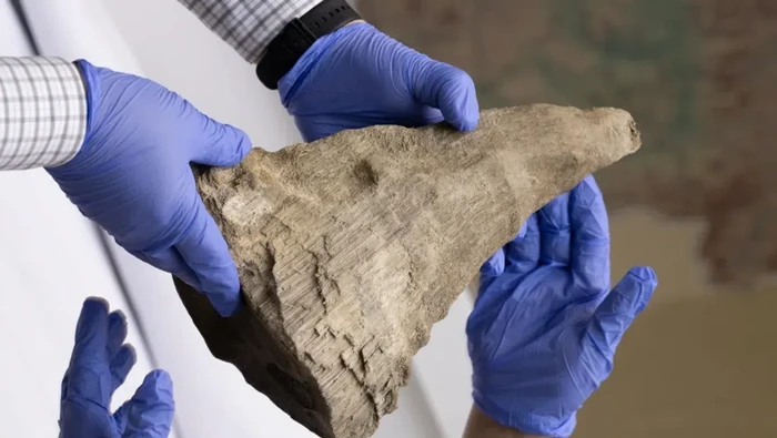 1763485542043-cula-badak-berbulu-yang-dibawa-ke-nefu-mammoth-museum_169