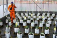 1763766279343-sistem-canggih-urban-farming-greenhouse-cabai-berbasis-iot-di-kramat-jati-1763721575750_169