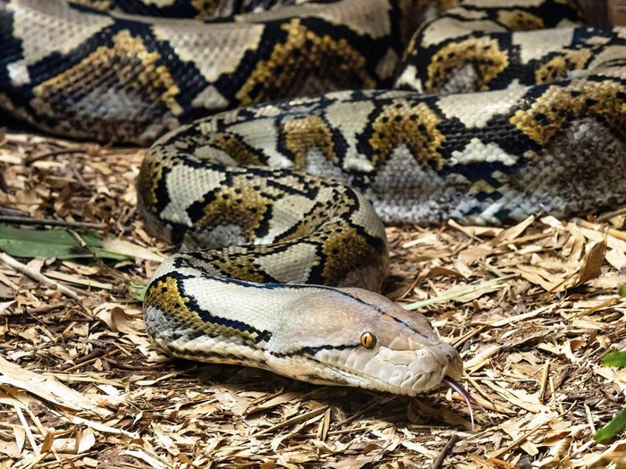 1764543884174-ilustrasi-ular-piton_43