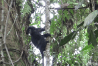 1764565628754-pelepasliaran-2-lutung-jawa-betina-di-taman-nasional-bromo-tengger-semeru-1_169