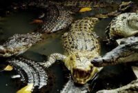 1765062287695-0426e3d0-3f1d-46b4-a17d-430485833bae_169