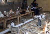 1765105569333-salmiati-bermain-bersama-ratusan-kucing-di-selter-penyelamatan-kucing-di-kampung-teleng-kelurahan-padang-besi-kecamatan-lubuk--1765101663478_169