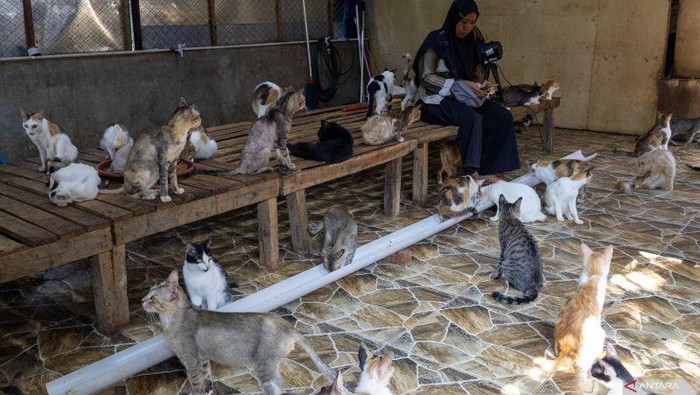 1765105569333-salmiati-bermain-bersama-ratusan-kucing-di-selter-penyelamatan-kucing-di-kampung-teleng-kelurahan-padang-besi-kecamatan-lubuk--1765101663478_169