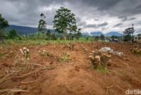 1765429595532-kondisi-perkebunan-teh-kecamatan-pangalengan-kabupaten-bandung-1764673396788_169