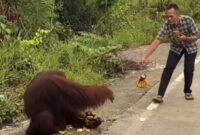 1765775176776-tangkapan-layar-orang-utan-turun-ke-jalanan-kutai-timur-dan-diberi-makan-pengendara-1765717413547_169