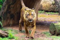 1767244021688-viral-harimau-srideli-terlihat-kurus-tms-tegaskan-kondisinya-sehat-dan-ideal-1763531239414_169