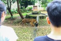 1767265698863-viral-harimau-srideli-terlihat-kurus-tms-tegaskan-kondisinya-sehat-dan-ideal-1763531239203_169