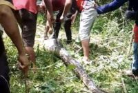 1768172675877-warga-di-buton-membunuh-ular-piton-berukuran-7-meter-usai-menerkam-4-kambing-1768134101387_43